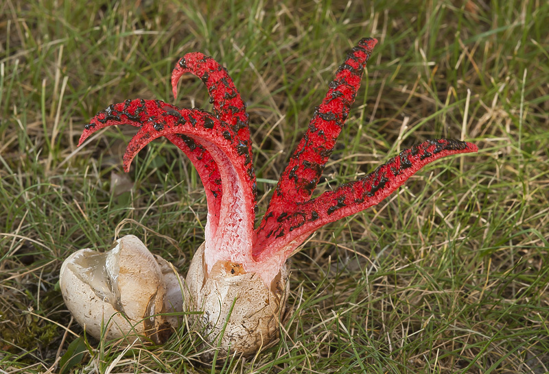 Clathrus archeri